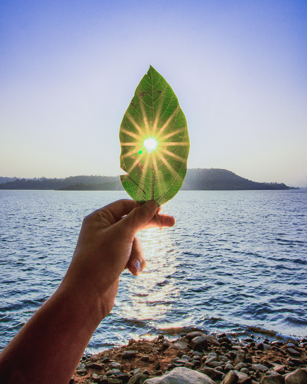 leaf