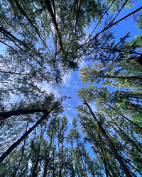 trees