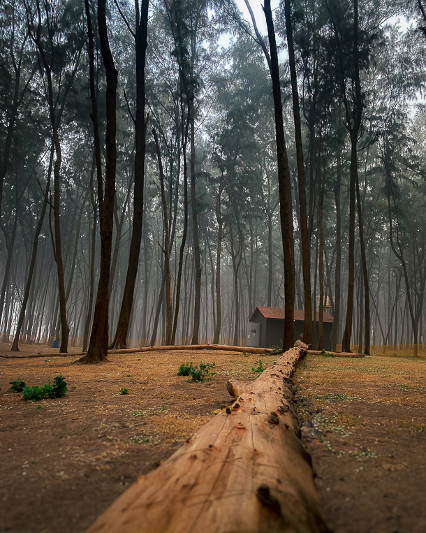 woods